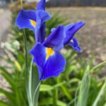 Iris hollandica (Dutch iris)