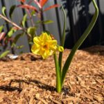 Yellow daffodil