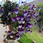 Pansies in a basket