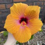 Yellow-orange hibiscus with pink heart