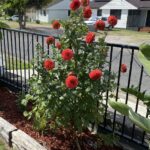 Red Dahlias