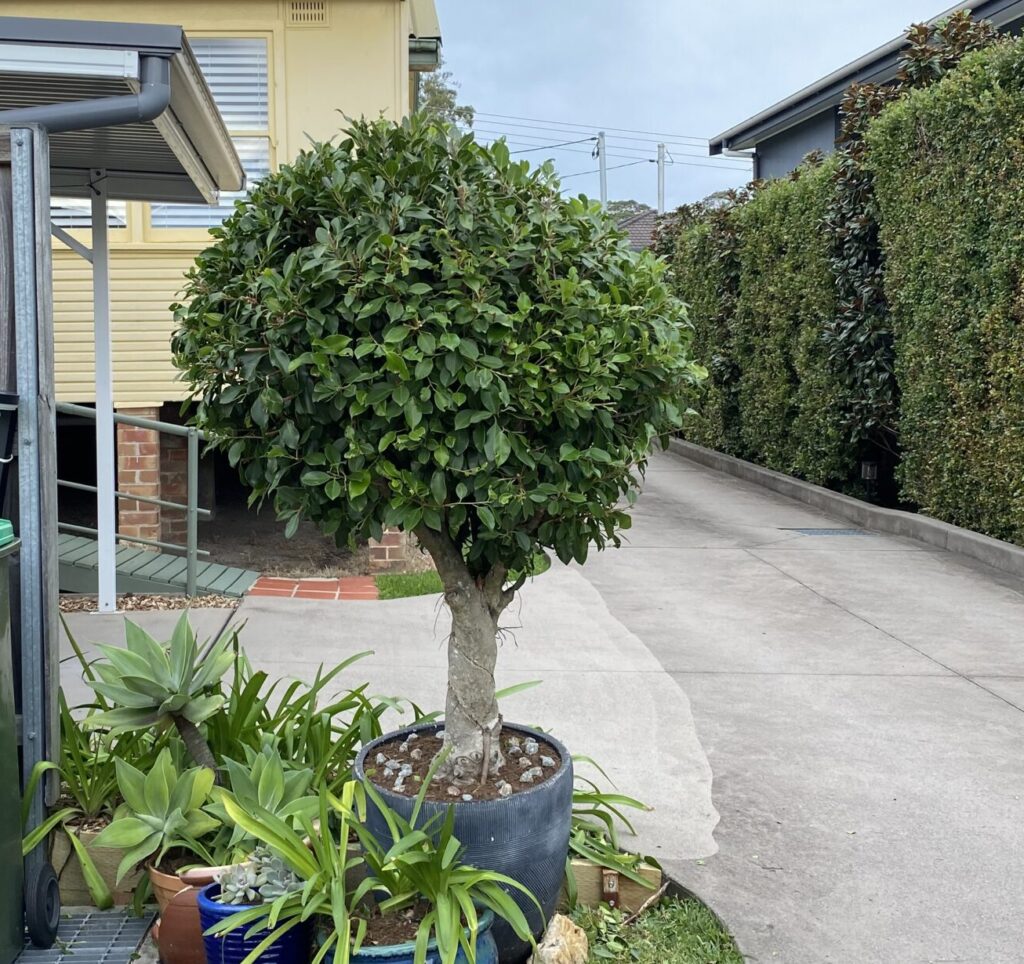 Pruning topiary