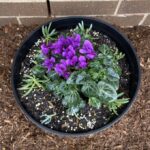Purple cyclamen