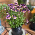 Nemesia strumosa (Cape jewels)
