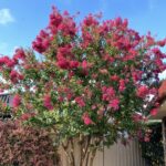 Hot pink crepe myrtle