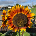 Sunflower 'evening sun'.