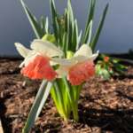 Peach and cream daffodils