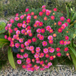 Pink daisies