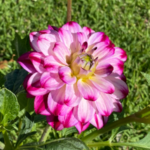 Purple and white dahlia flower